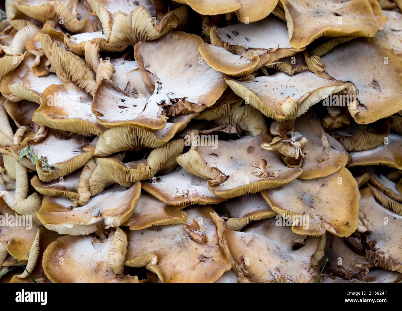 Champignons sauvages Banque D'Images