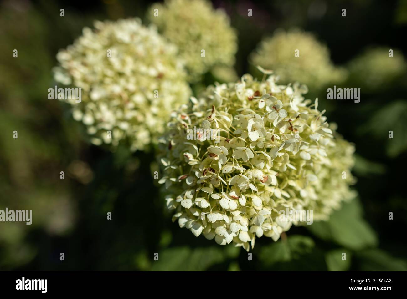 Hortensia d'arbre - une grande inflorescence pendant la floraison. Banque D'Images