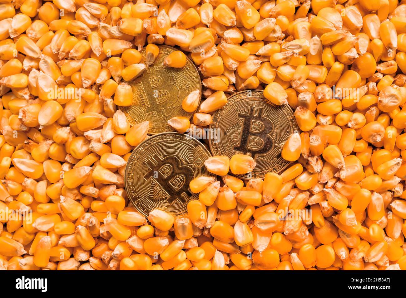 Le Bitcoin d'or pièces dans le grain de maïs récolté, le concept des marchés financiers et des matières premières Banque D'Images