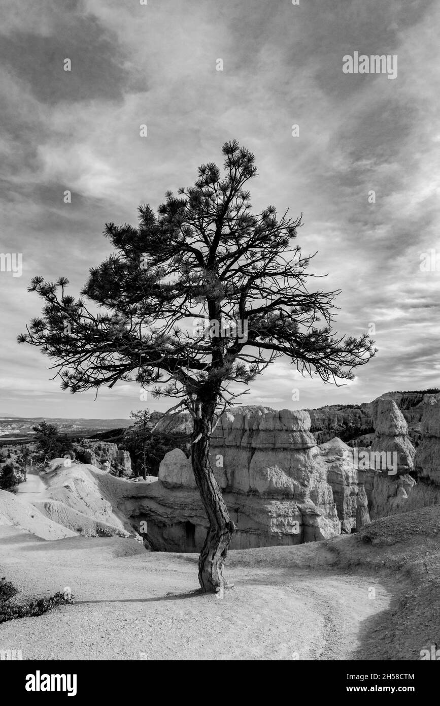 Un arbre survinvg dans le paysage clairsemé de Bryce Canyon, États-Unis Banque D'Images