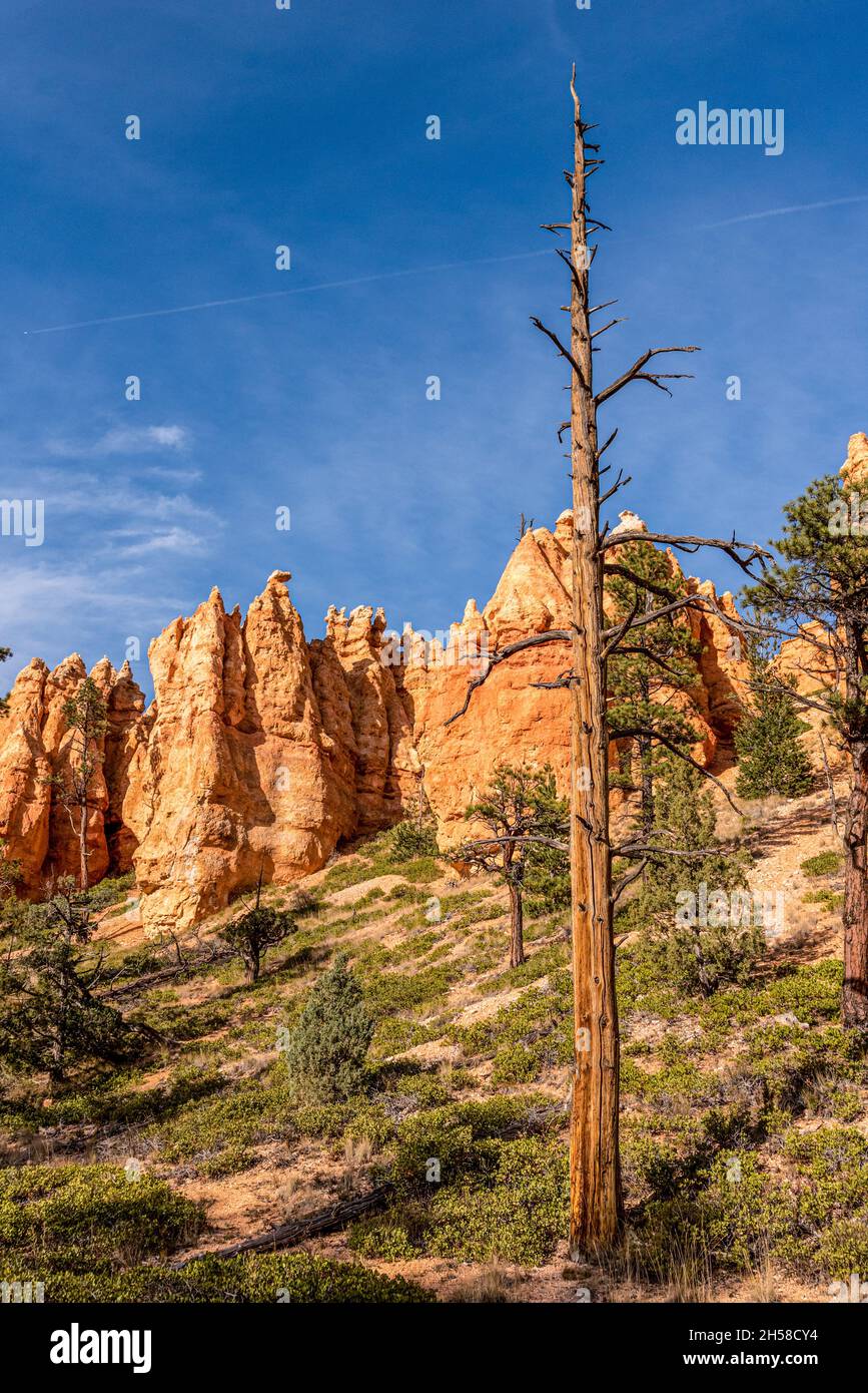 Des rochers pittoresques de la route Navajo Loop Trail qui traverse Bryce Canyon, aux États-Unis Banque D'Images