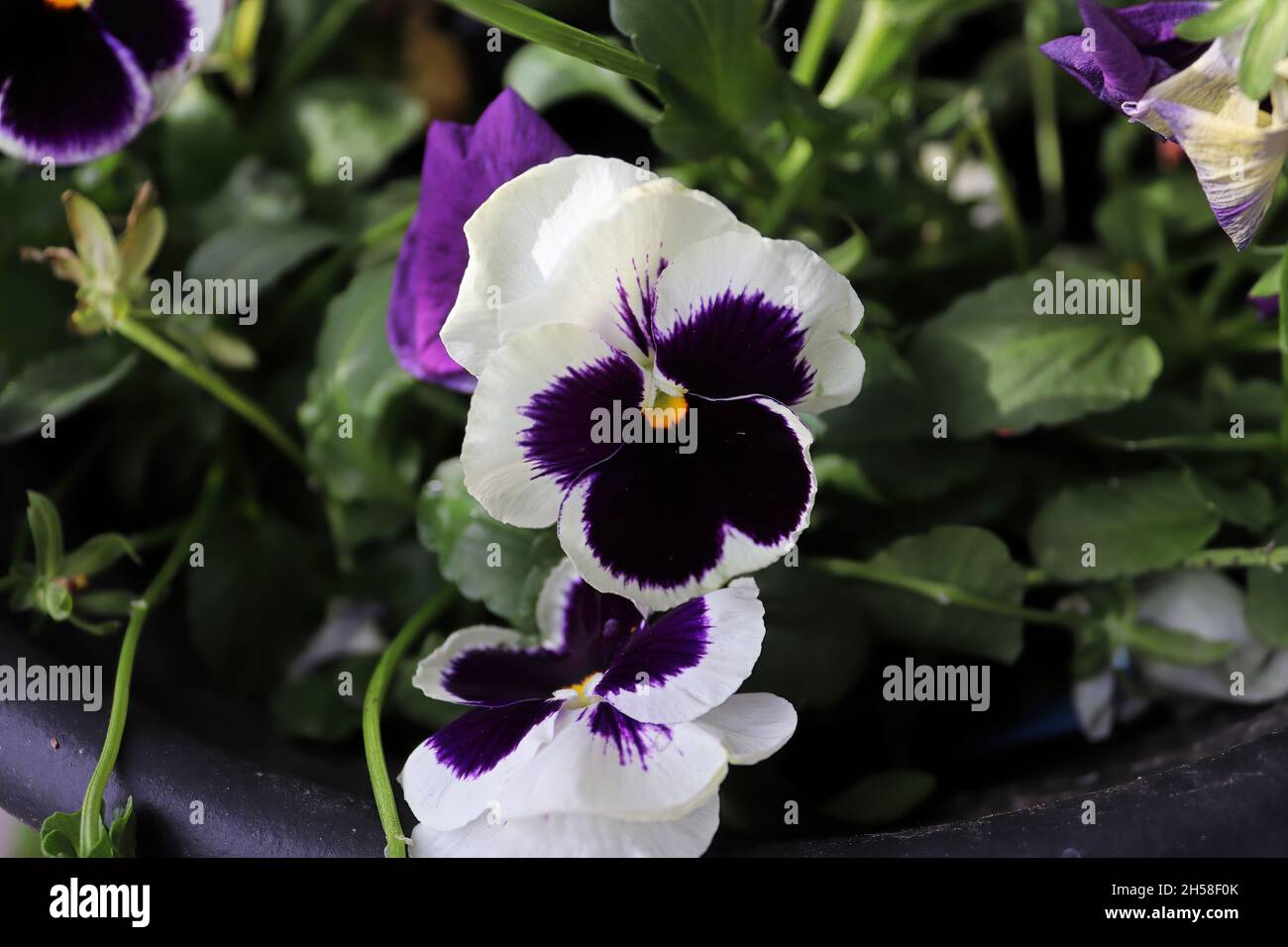 Gros plan des pansies pourpres et blanches qui poussent au printemps Banque D'Images