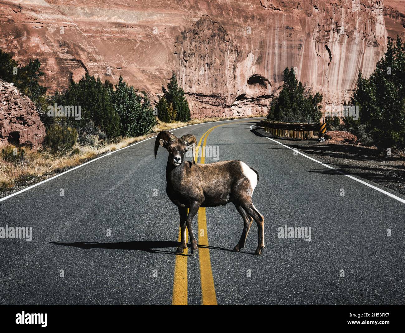 Un mouflon d'Amérique dans le monument national du Colorado, une réserve de vastes plateaux, canyons et monolithes imposants dans le comté de Mesa, Colorado, près de Grand Junct Banque D'Images