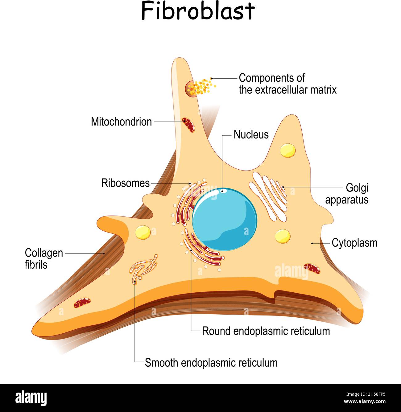 fibroblaste.Structure cellulaire et anatomie.Fibres de collagène et cellules de la peau.Illustration vectorielle Illustration de Vecteur