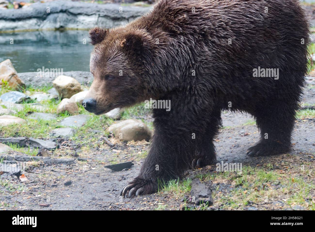 L'ours grizzli marche devant la caméra sous la pluie. Trou d'eau derrière lui, griffes visibles, rochers, boue et sol couvert d'herbe Banque D'Images