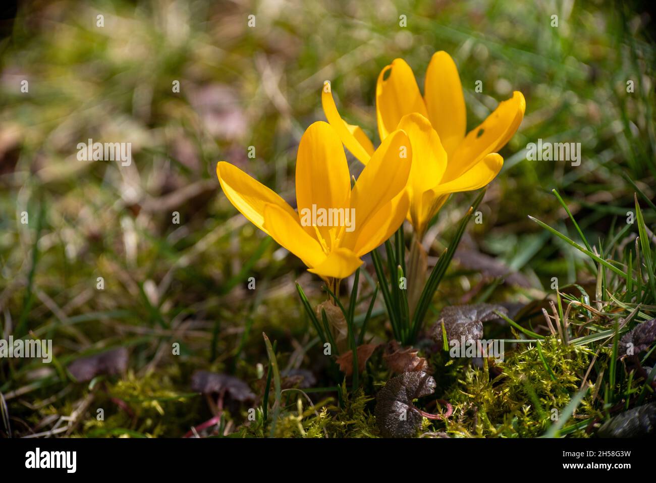 Une belle photo de gros plan de la fleur « jaune doré » de Crocus ; fond d'herbe flou Banque D'Images