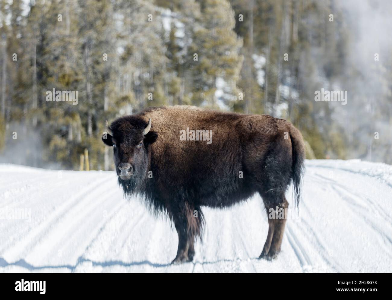 Bison américain, ou buffles, dans le parc national de Yellowstone, à l'angle nord-ouest du Wyoming.Image originale de Carol M. Highsmith’s America, Balance Banque D'Images