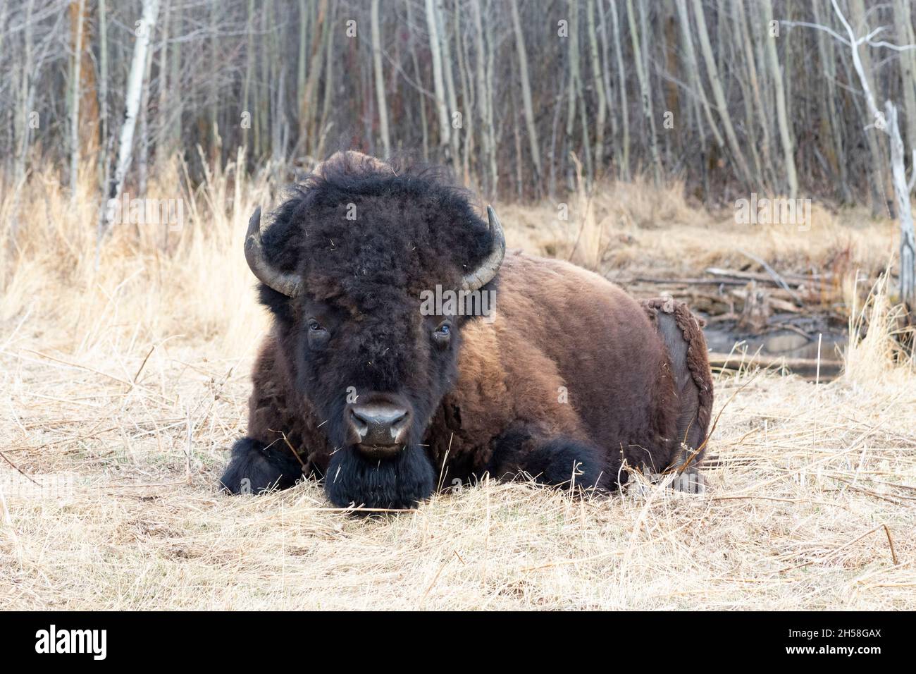 Prise de vue de bisons en paille devant les arbres de lac et de pirate.Regarder directement la caméra Banque D'Images