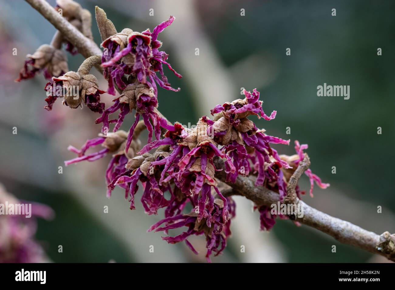 Hamamelis vernalis Brotznan rare et inhabituel à fleurs violettes Banque D'Images