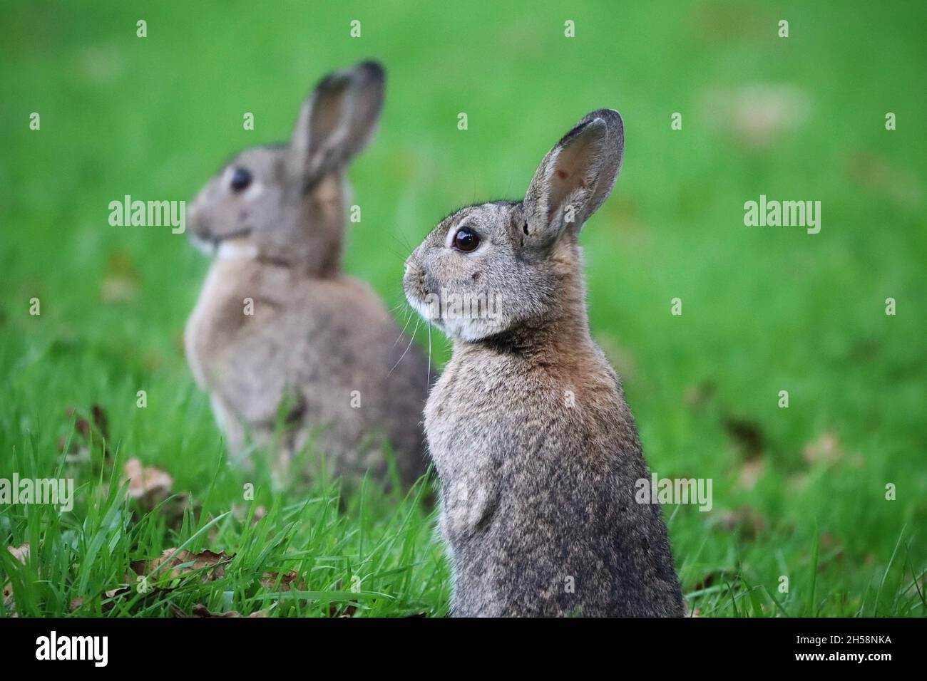 Deux lapins sauvages au Tandle Hill Country Park Banque D'Images