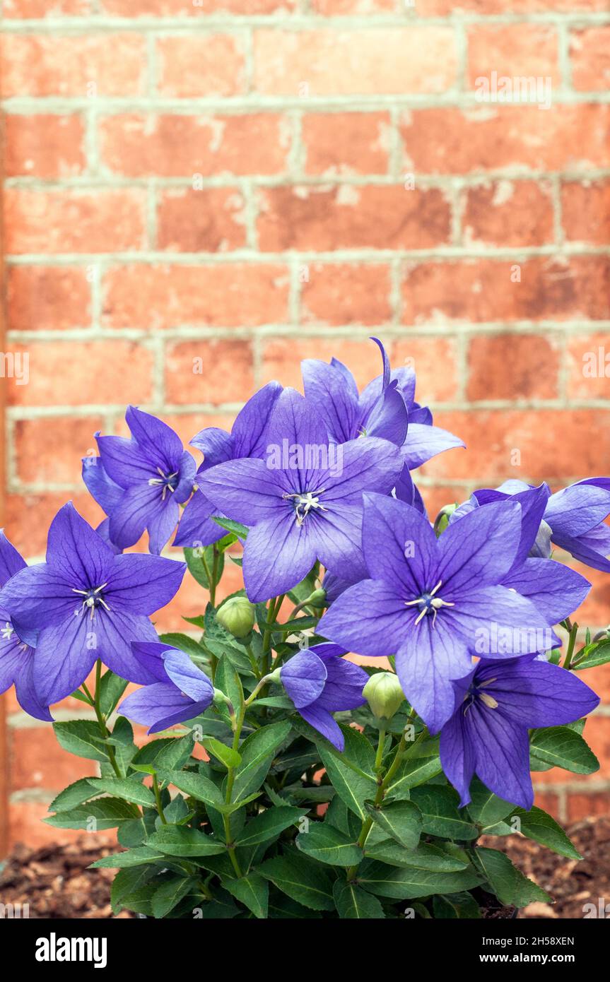 Platycodon Balloon Flower Purple fleurs bleu montrant l'ouverture des fleurs complètement ouvertes et les bourgeons d'une vivace qui aime le plein soleil et est entièrement hardy Banque D'Images