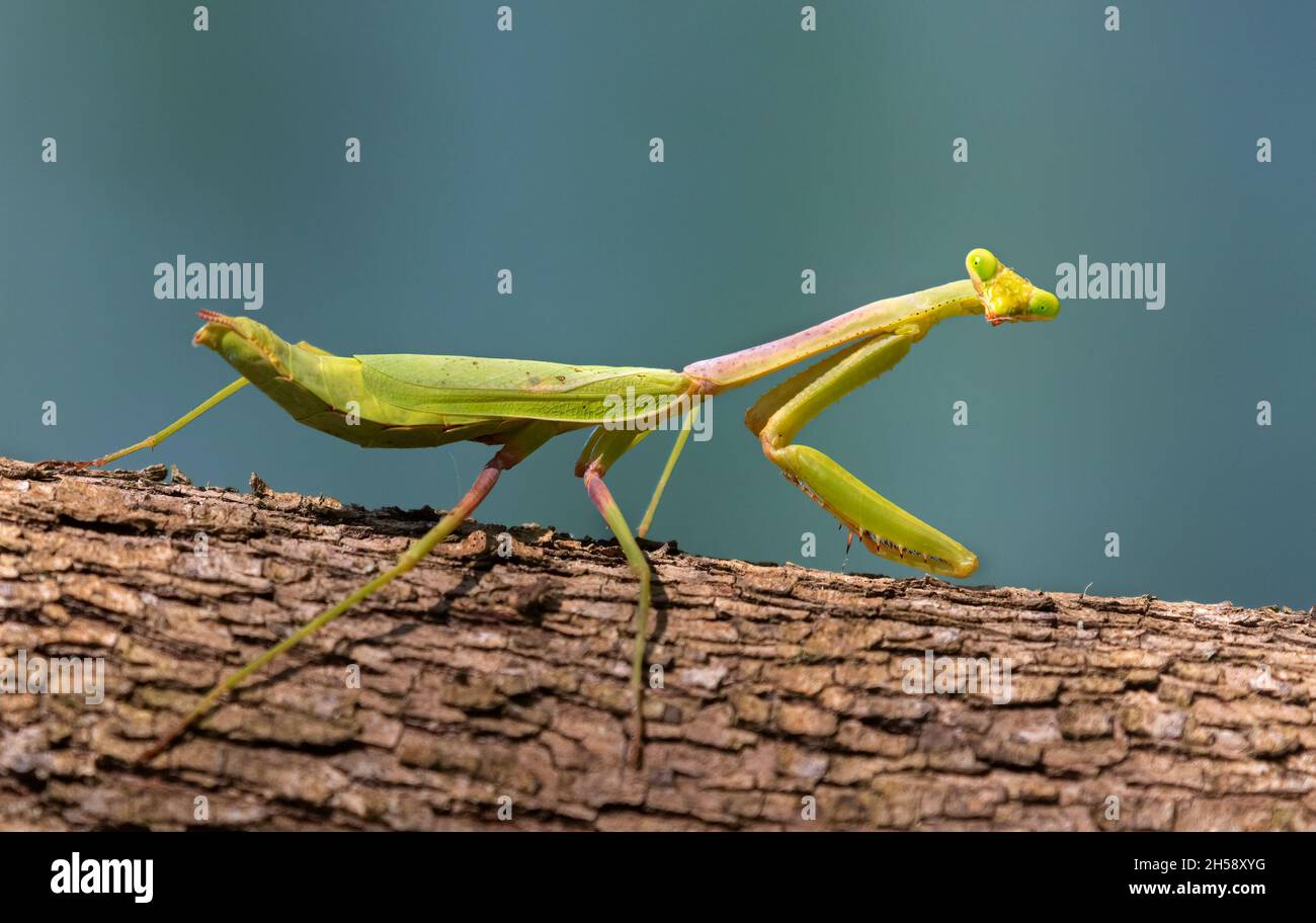Gros plan sur les mantis verts payants Banque D'Images