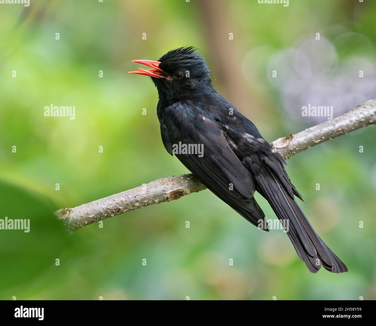 Le bulbul noir (Hypsipètes leucocephalus) perche sur un btanch d'arbre et chante Banque D'Images