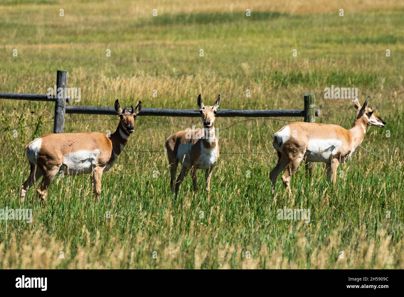 Antilope dans le parc national de Grand Teton Banque D'Images