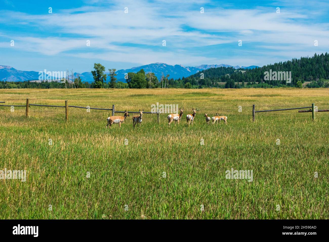 Antilope dans le parc national de Grand Teton Banque D'Images