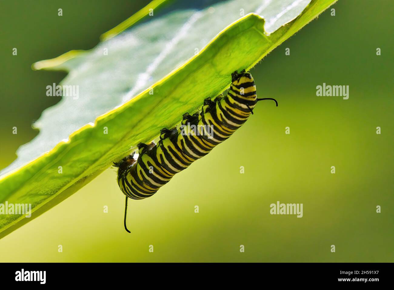 Gros plan d'un monarque coloré blanc, noir et jaune rayé Caterpillar mangeant le milkweed. Banque D'Images