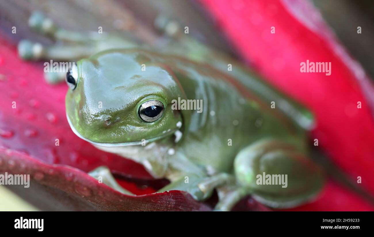 Une magnifique grande grenouille d'arbre vert tropical gros plan sur une feuille de cordyline rouge humide. Banque D'Images