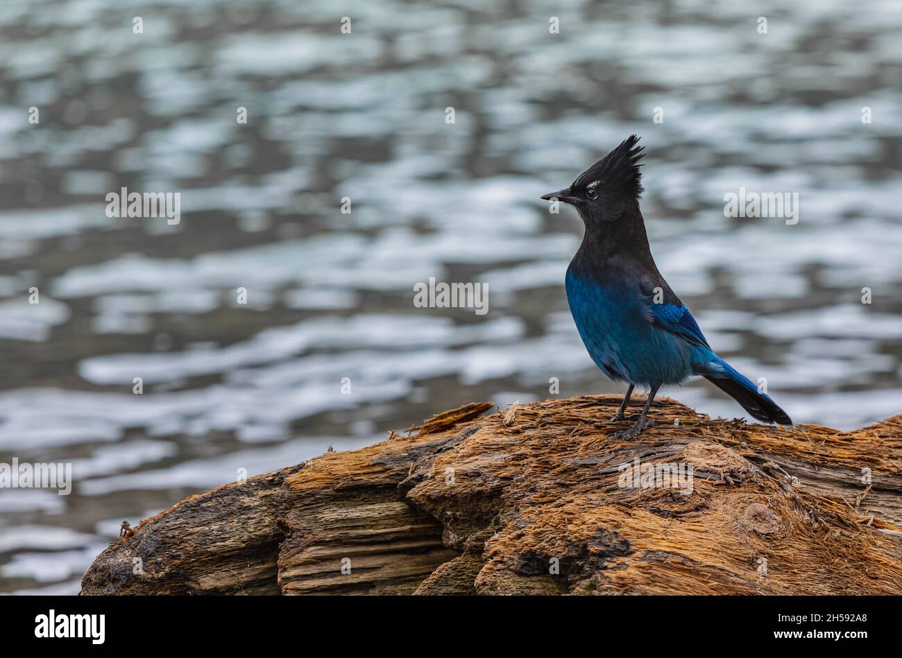 Oiseau de geai bleu au bord de la rivière.Près d'un Blue-Jay.Mise au point sélective, concept d'observation des oiseaux. Banque D'Images