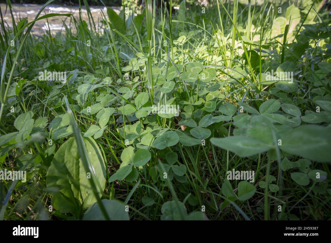 Photo de trois trèfle de feuilles dans un champ d'Europe.Le trèfle ou le trèfle sont des noms communs pour les plantes du genre Trifolium, composé d'environ 300 spec Banque D'Images