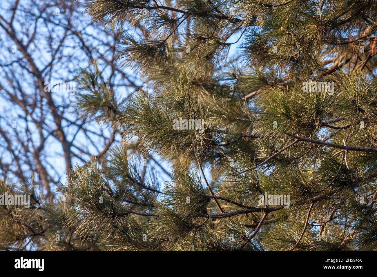 Photo d'un bois de pins autrichiens, hauts, à Palic, en Serbie.Le Pinus nigra, le pin autrichien ou le pin noir, est une espèce modérément variable de pi Banque D'Images
