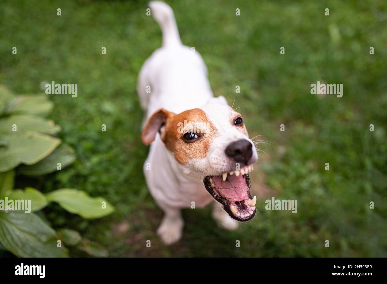 Chien aboie Banque de photographies et d’images à haute résolution Alamy