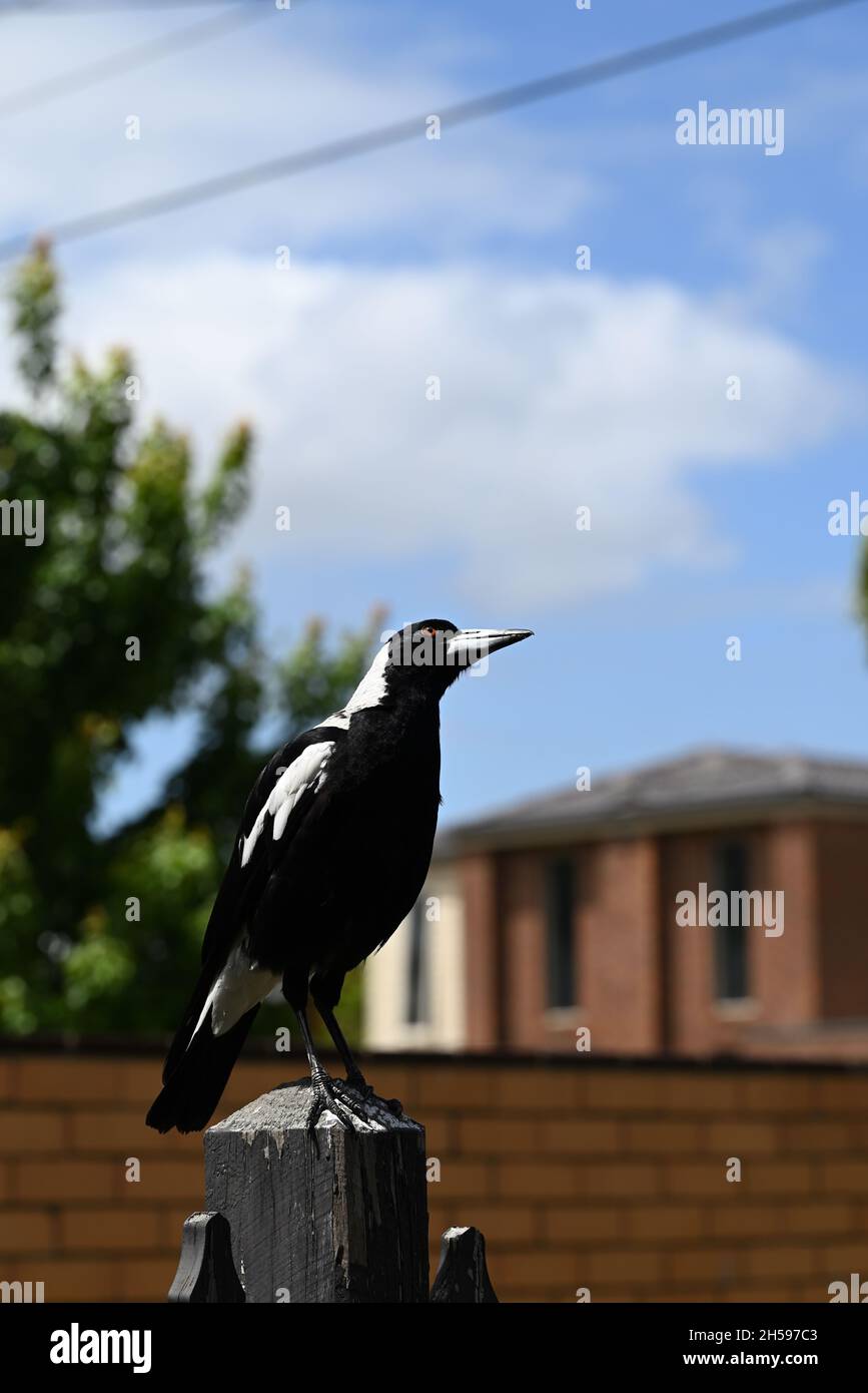 Portrait d'un magpie australien au sommet d'une clôture en bois, avec sa tête inclinée sur le côté comme il regarde vers le ciel, son oeil étincelant Banque D'Images