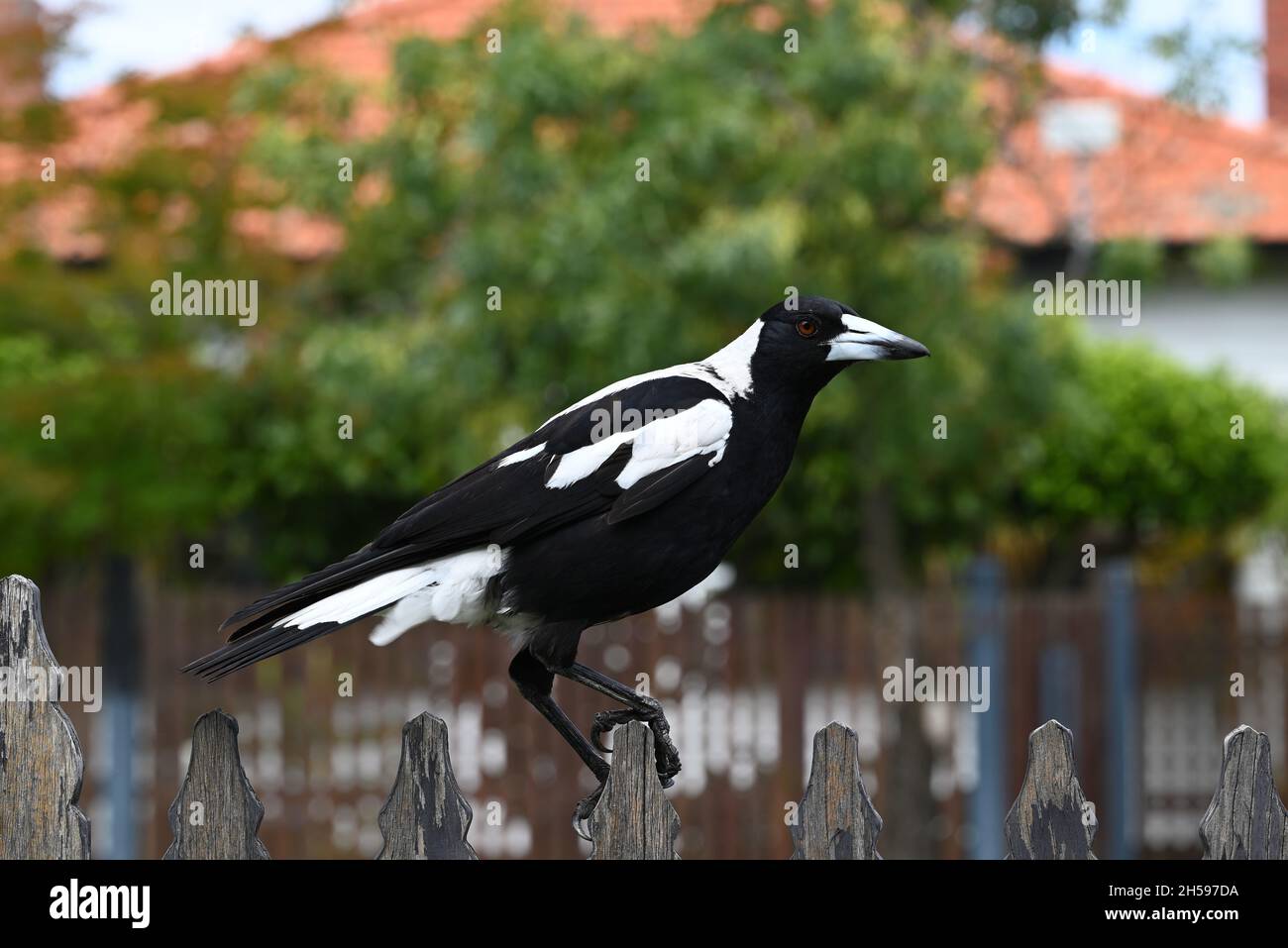 Magpie australienne sur une clôture dans une rue de banlieue, saisissant fermement un piquet de clôture en bois avec ses talons pour maintenir son équilibre Banque D'Images