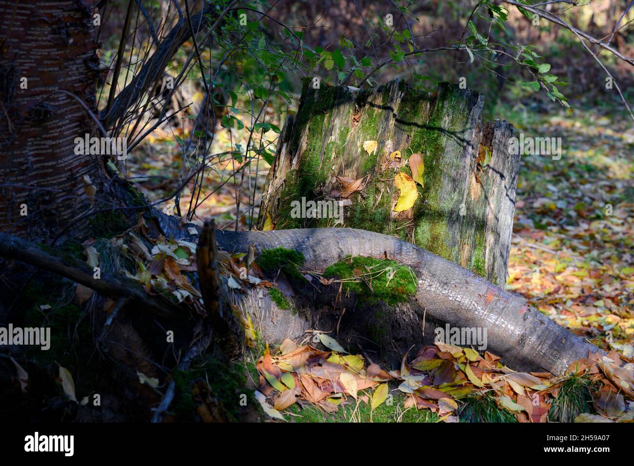 Une racine tordue d'un arbre vivant et une vieille souche couverte de mousse parmi les feuilles mortes au soleil d'automne Banque D'Images