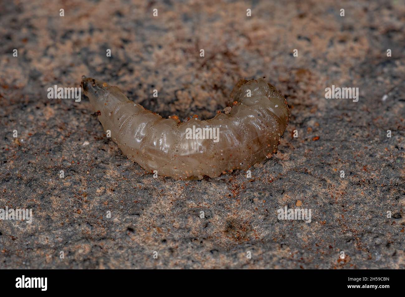 Brachyceran Fly larva du sous-ordre Brachycera Banque D'Images