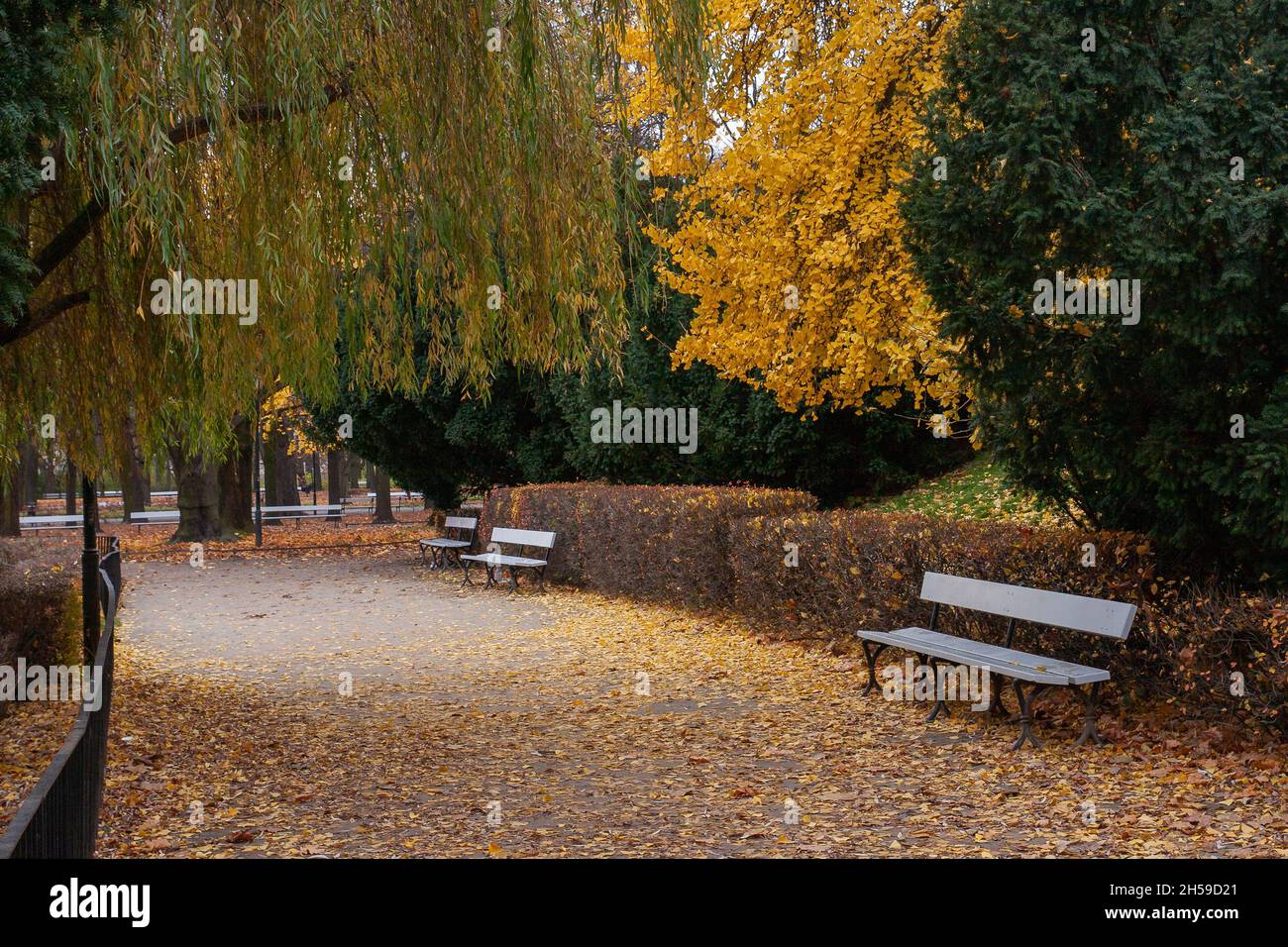 Le jardin Saxon à Varsovie en automne.Promenez-vous parmi les arbres jaunes.Bancs dans le parc.Allée pleine de feuilles.Tourisme à EROPA, Pologne Varsovie. Banque D'Images
