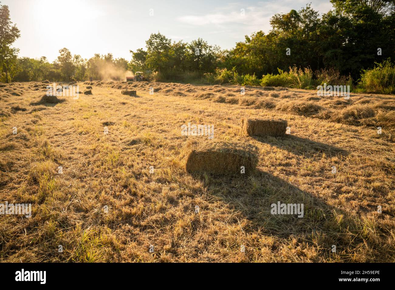 Mise au point sélective de l'herbe, de l'industrie agricole, des machines de récolte d'herbe ou du compacteur d'herbe dans le champ. Alimentation animale. Banque D'Images