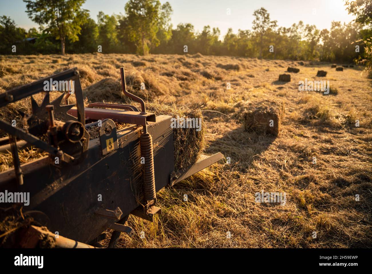 Gros plan de la machine de récolte d'herbe. Ensileuse coupant pangola herbe récolte d'ensilage dans le champ.Agriculture. Banque D'Images