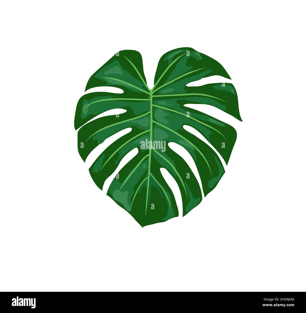 la monstère tropicale laisse l'illustration vectorielle.Monstera plante feuilles Illustration de Vecteur