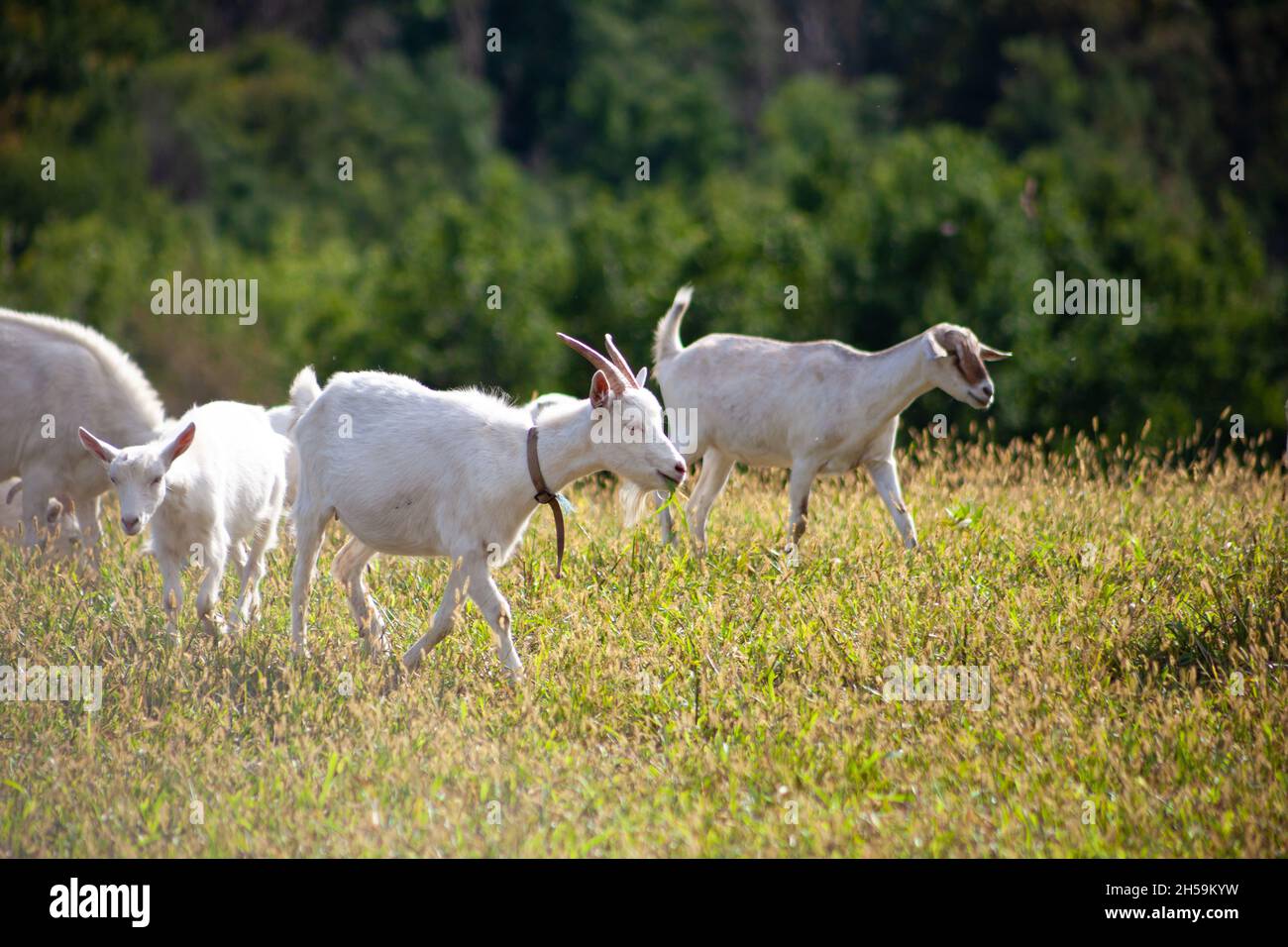 Un troupeau de chèvres tombe dans la prairie. Agriculture. Chèvre auto-marchant. Pâturage de ferme. Jour d'été. Les chèvres mangent de l'herbe Banque D'Images