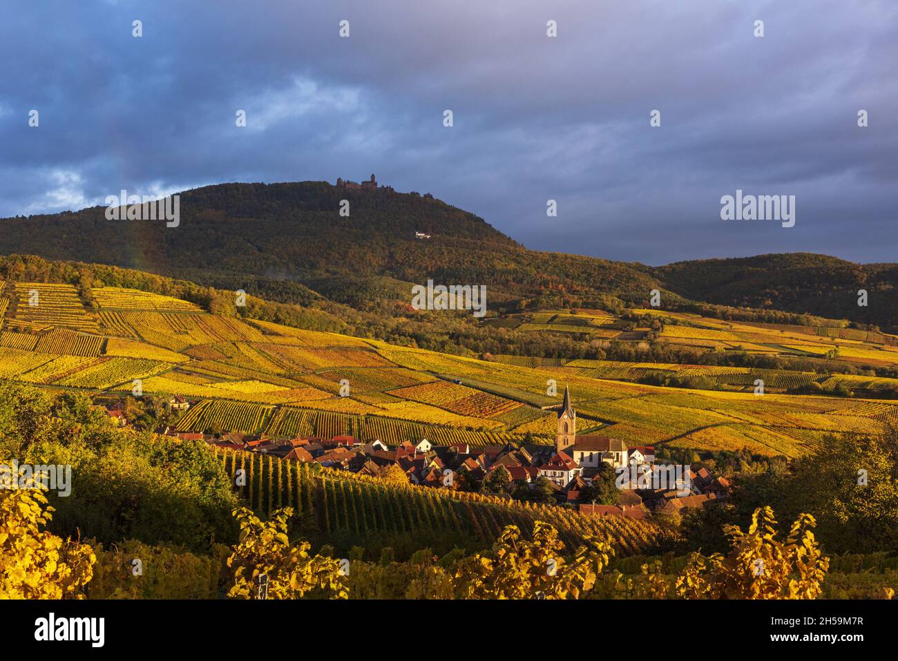 France.Alsace, Haut-Rhin (68) Village de Rodern, vignoble de Gloeckelberg Grand cru en automne et château du Haut-Koenigsbourg en arrière-plan Banque D'Images