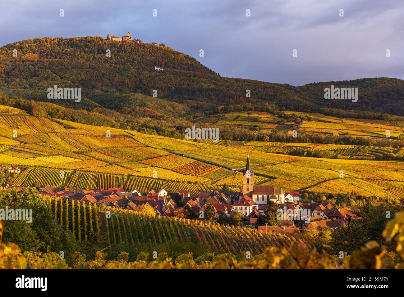 France.Alsace, Haut-Rhin (68) Village de Rodern, vignoble de Gloeckelberg Grand cru en automne et château du Haut-Koenigsbourg en arrière-plan Banque D'Images