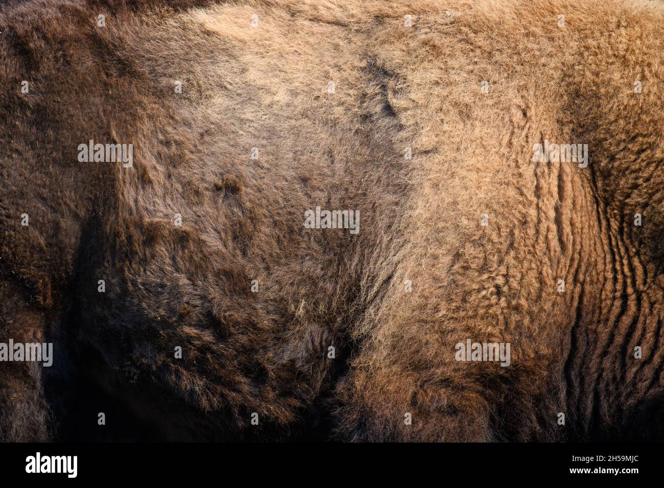 Texture réelle de la peau de bison des fourrures.Arrière-plan en mosaïque à motif animal Banque D'Images