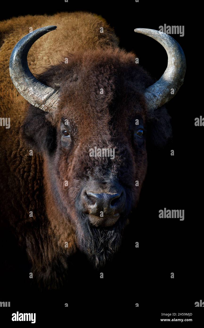 Portrait European Bison sur fond noir.Scène sauvage de la nature Banque D'Images