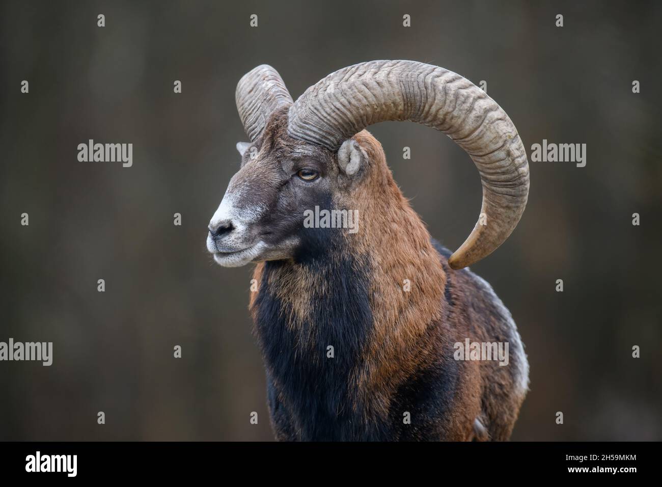 Grand animal mouflon.Ovis gmelini, animal corné de la forêt dans l'habitat de la nature.Scène sauvage de la nature Banque D'Images