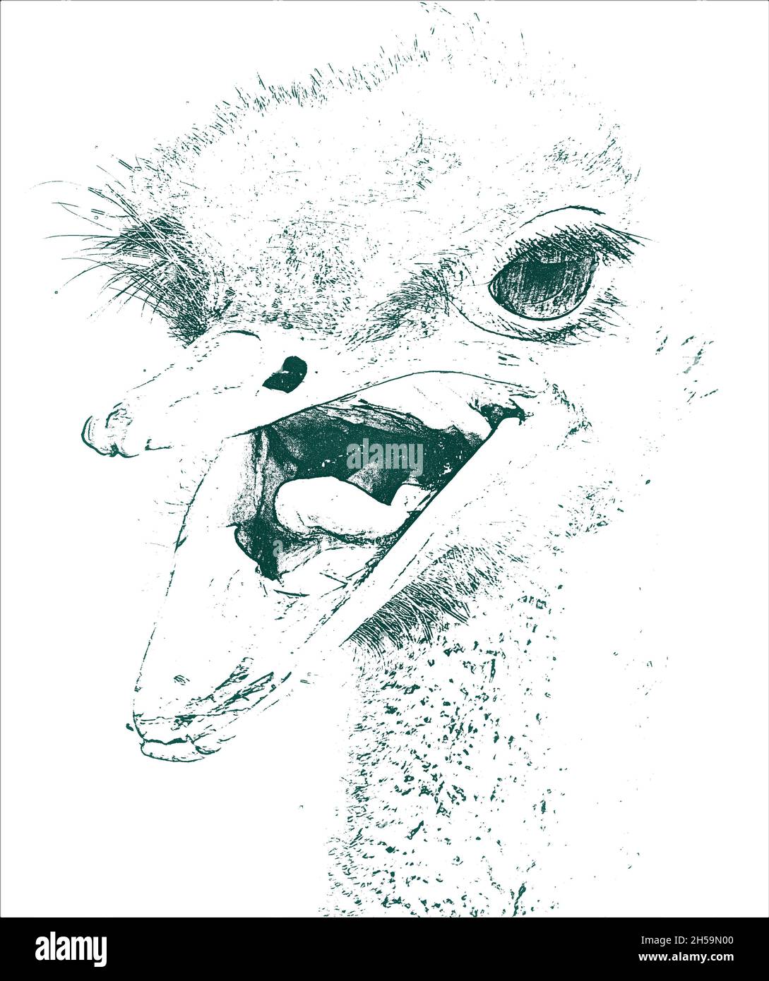 Portrait d'une autruche Banque D'Images