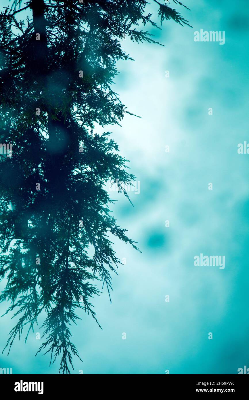 Traduit de l'arbre in Puddle Banque D'Images