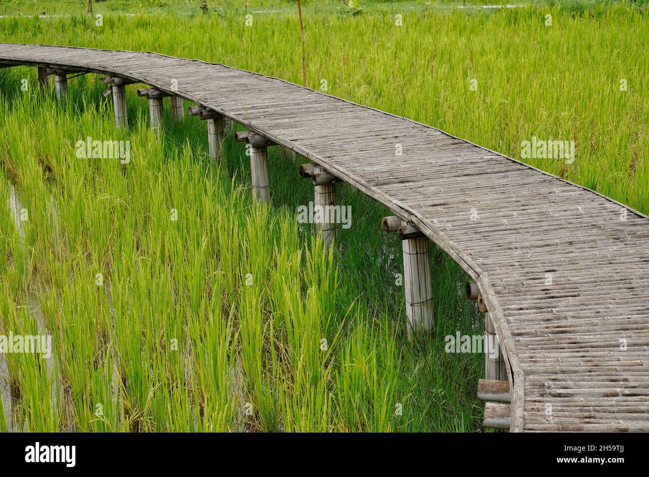 Un champ de riz vert avec une ancienne passerelle en bambou le long du chemin de la ferme.Vue pittoresque et verdoyante dans la campagne de la Thaïlande. Banque D'Images