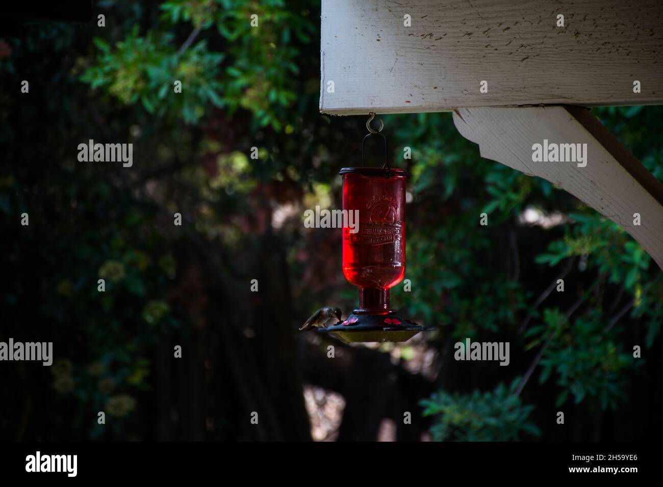 Gros plan d'un mangeoire à oiseaux avec une bouteille dans le parc Banque D'Images