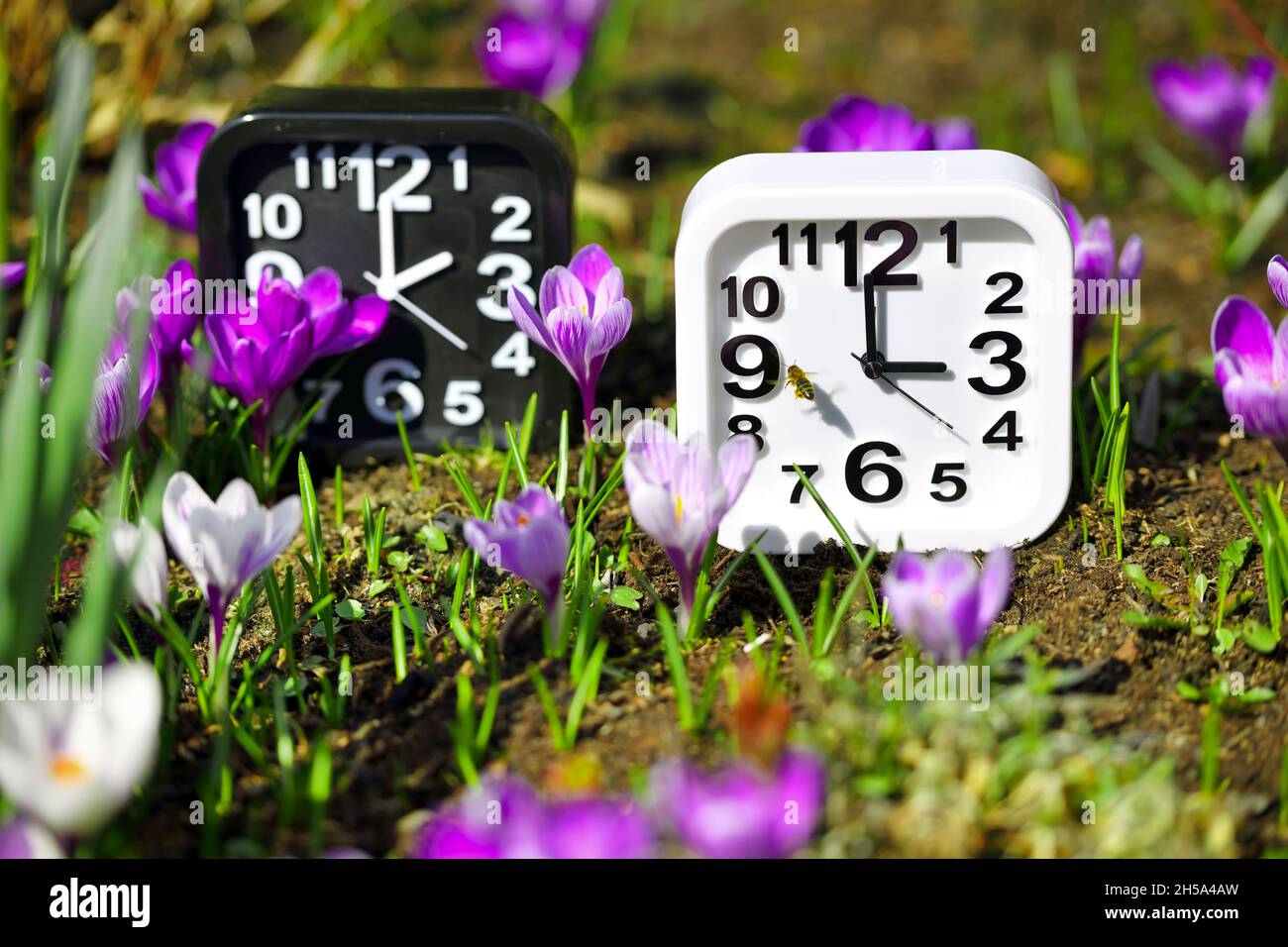 Zwei Uhren umgeben von Frühlingsblueten, Uhrumstellung auf Sommerzeit Banque D'Images