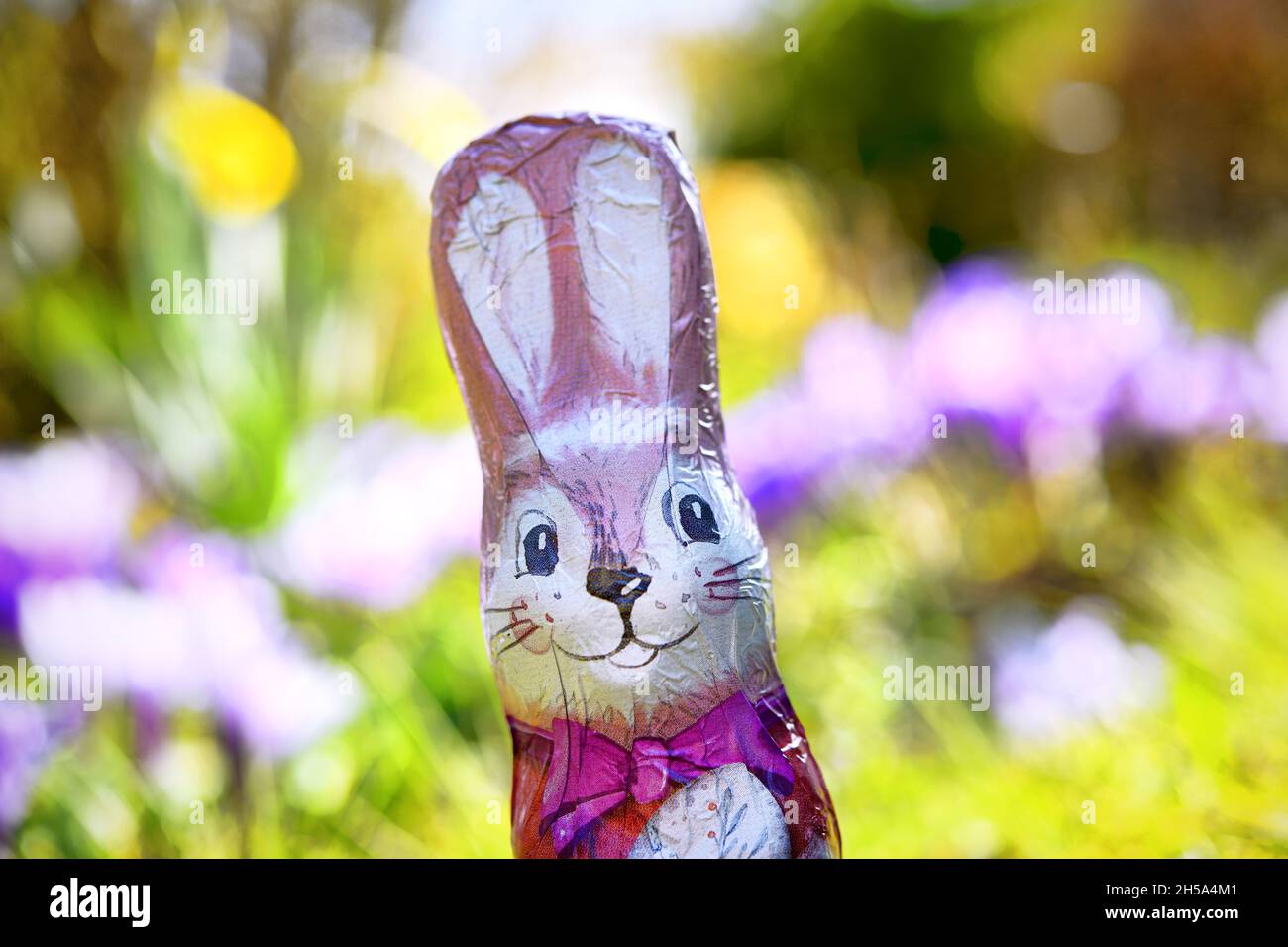 Schoko-Osterhase vor Blumenbeet Banque D'Images