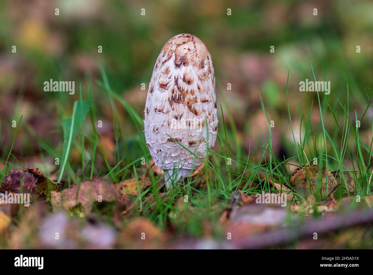 Shaggy Inkcap ou Lawyers Wig champignon.Stade précoce. Banque D'Images
