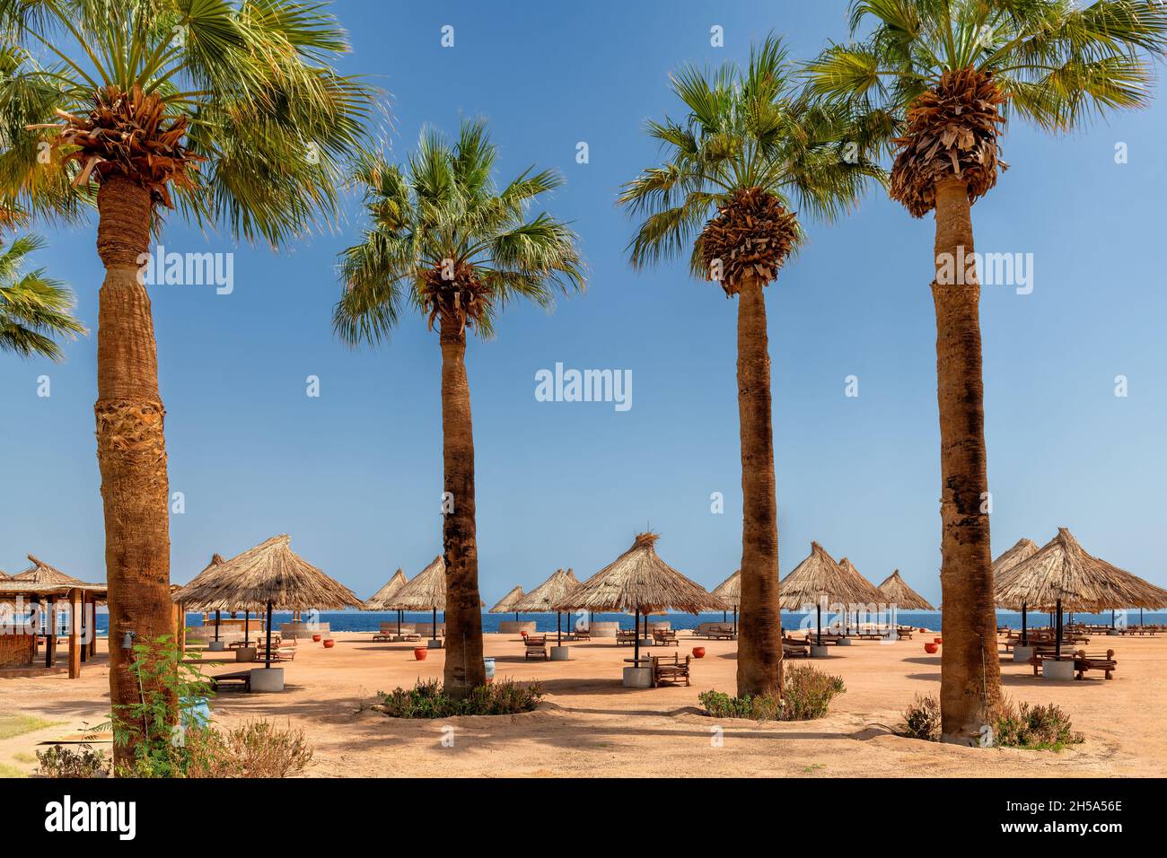 Palmiers à Sunny Beach et parasols dans la station tropicale de Charm Al Sheikh, Egypte, Afrique. Banque D'Images