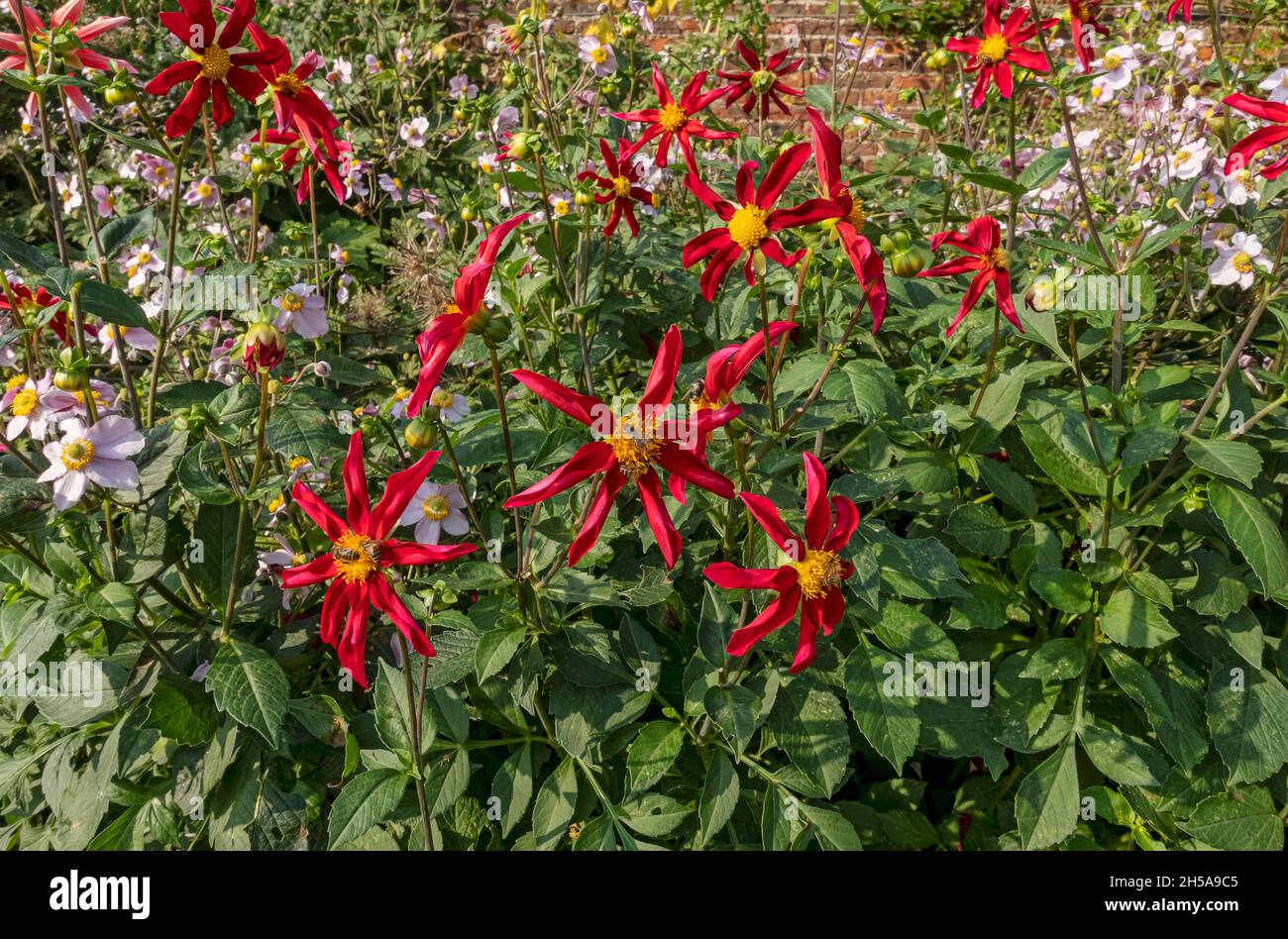 Red star dahlias et roses anemones fleurs de vent en été frontière Angleterre Royaume-Uni Grande-Bretagne Banque D'Images