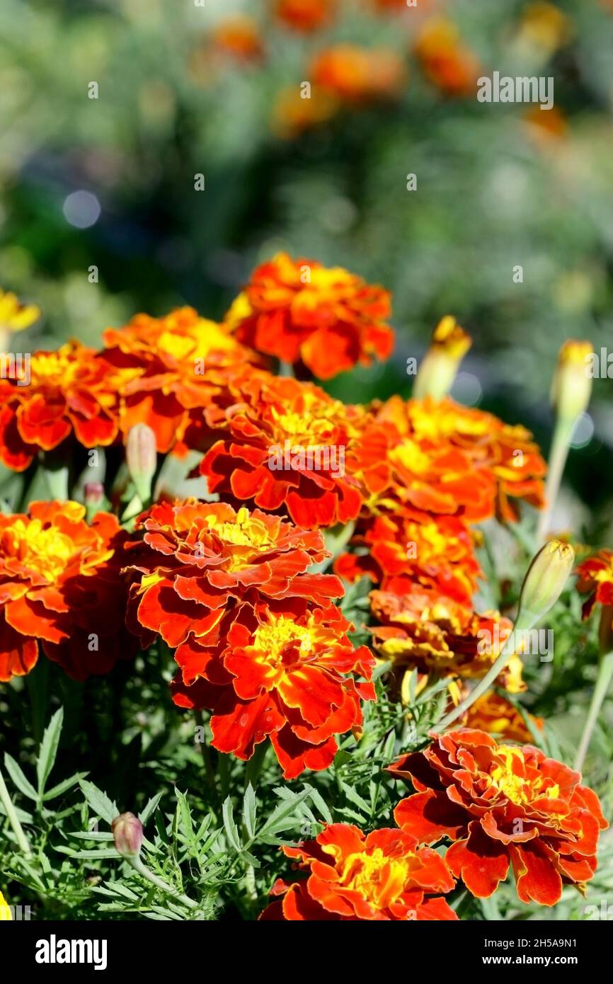 Des marigolds orange rouge vif qui poussent dans la rue de près verticalement.Fleurs de fond de légumes verticalement.Tagetes.Marigold. Banque D'Images