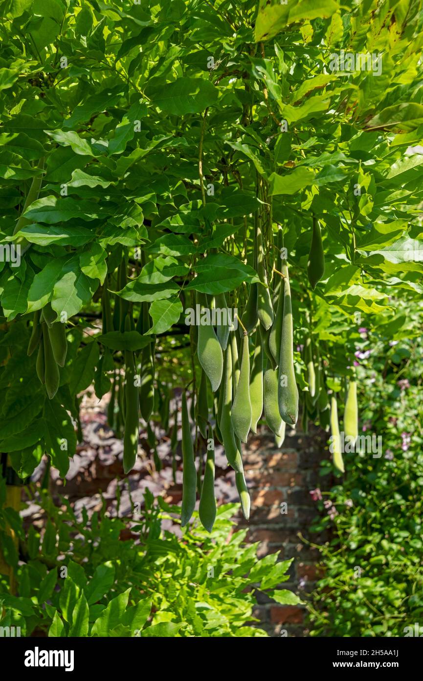 Gros plan des gousses de graines vertes de wisteria gousses de graines en été Angleterre Royaume-Uni GB Grande-Bretagne Banque D'Images